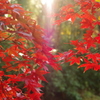 紅葉の朝
