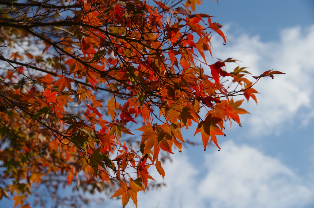 空と紅葉