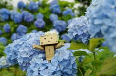 紫陽花のなかで