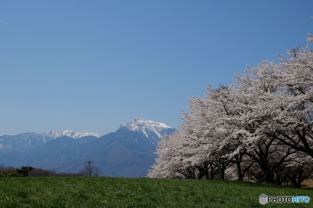 八ヶ岳南麓の桜２０１６