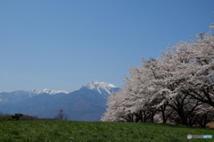 八ヶ岳南麓の桜２０１６