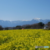 八ヶ岳南麓の桜２０１６