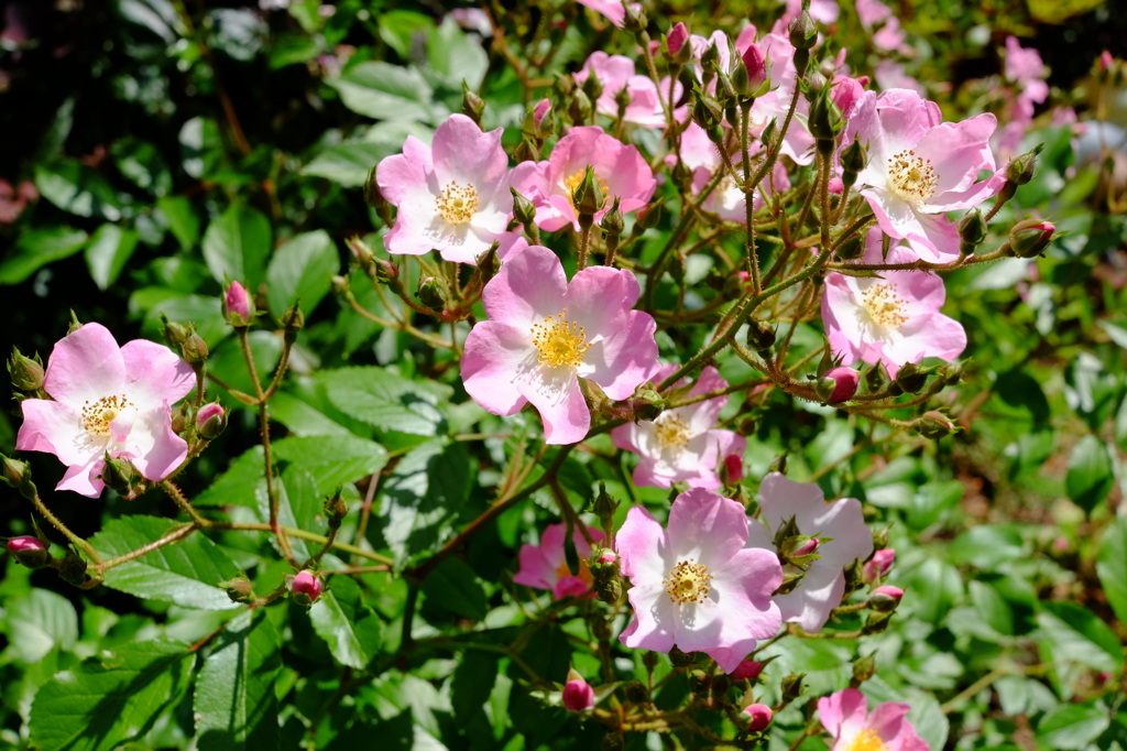 薔薇の季節４