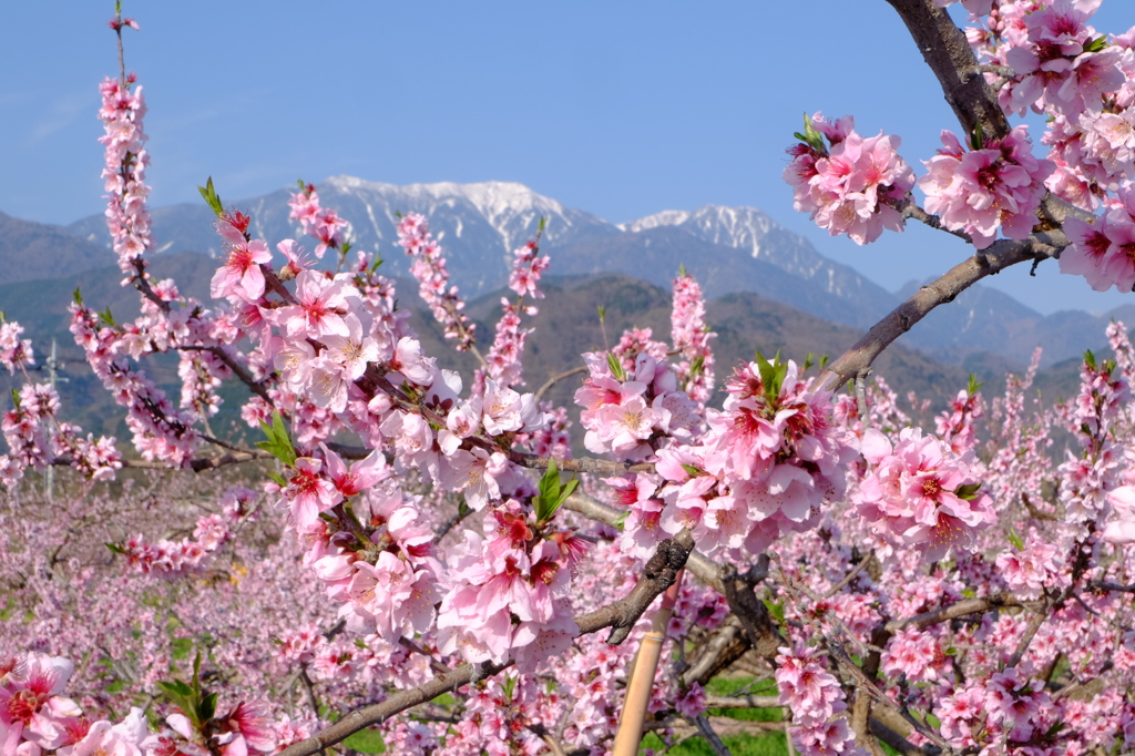 八ヶ岳の桜・桃　１