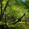 風薫る慈照寺２