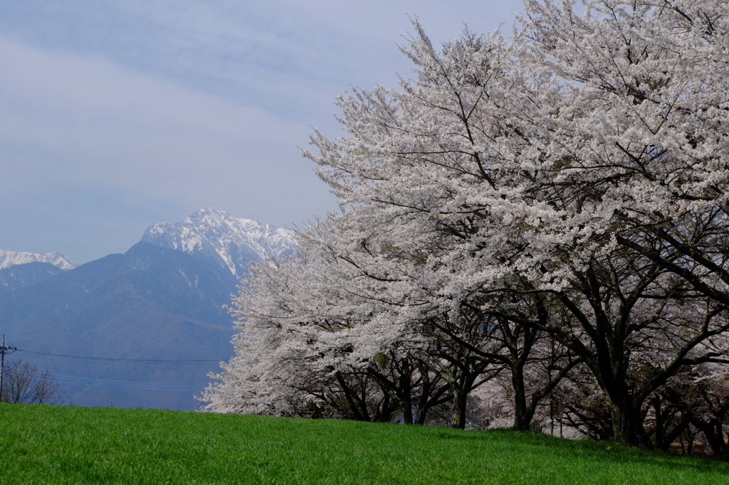 八ヶ岳の桜・桃　６