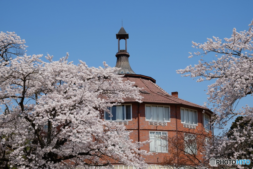 八ヶ岳南麓の桜２０１６