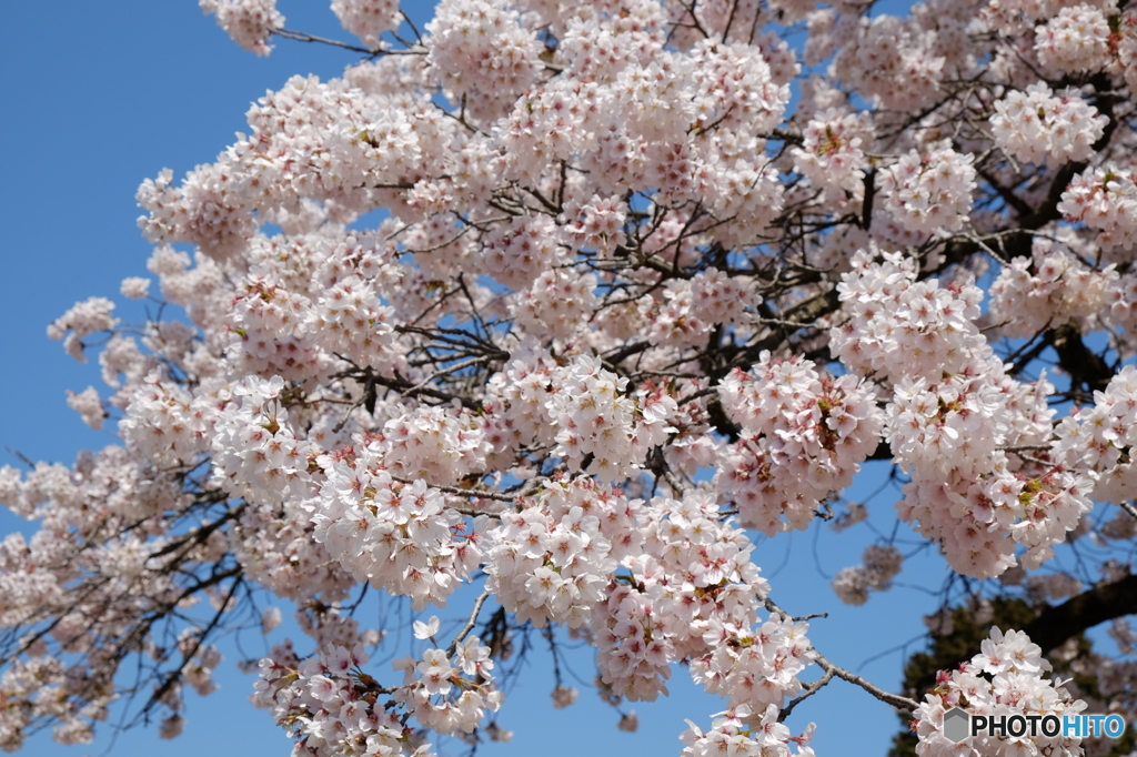 八ヶ岳南麓の桜２０１６