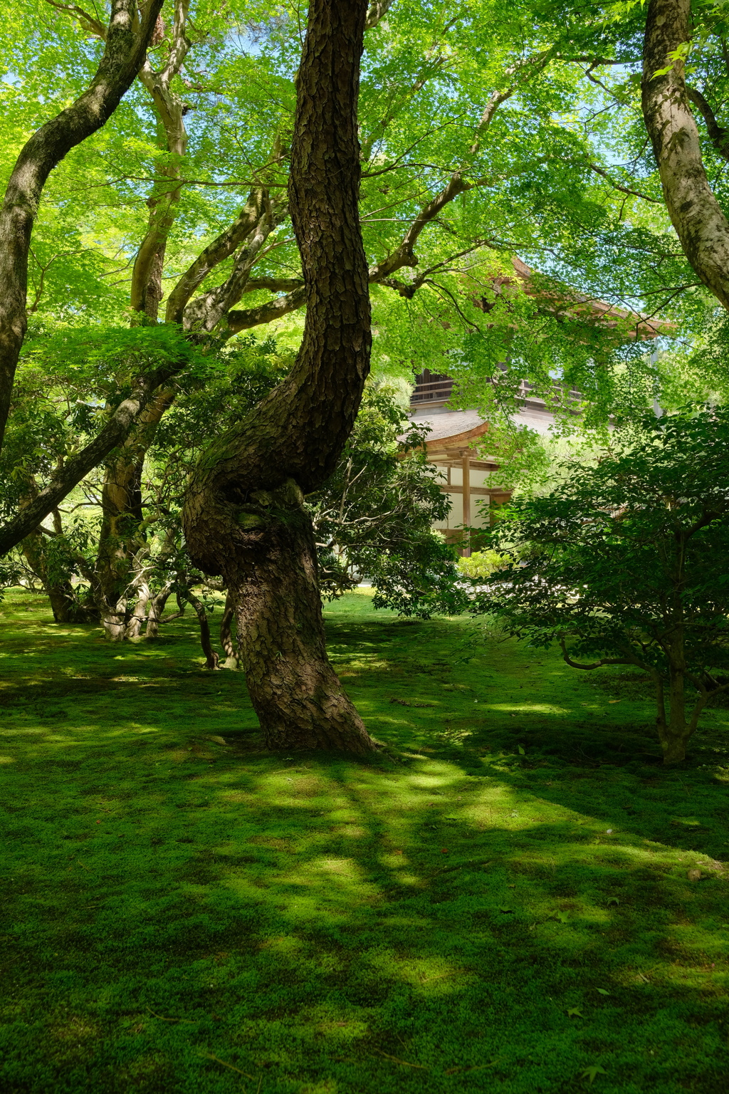 風薫る慈照寺５