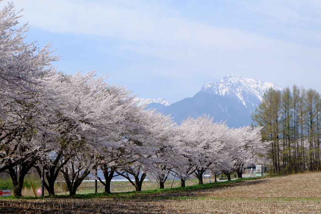八ヶ岳の桜・桃　５