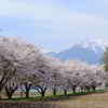 八ヶ岳の桜・桃　５