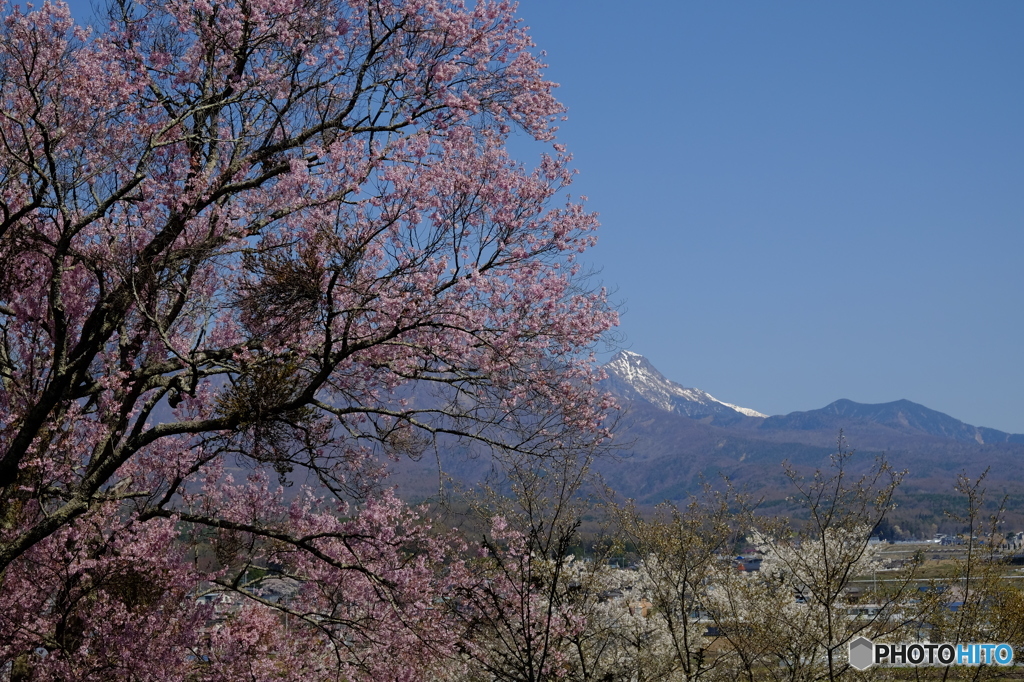 八ヶ岳南麓の桜２０１６