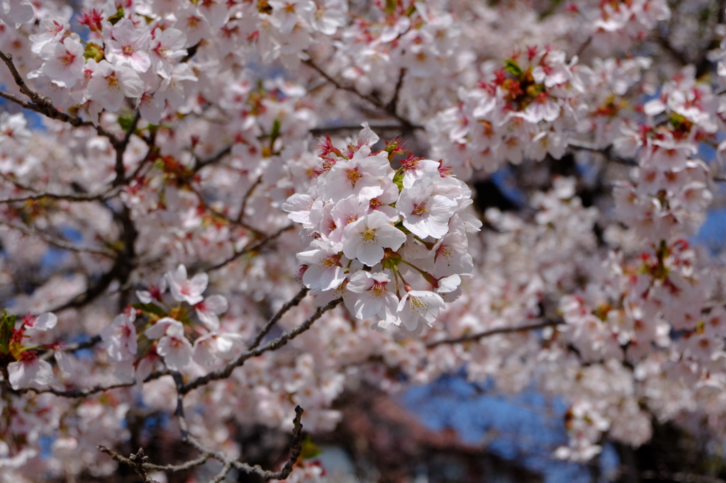 八ヶ岳の桜・桃　４