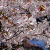 八ヶ岳の桜・桃　４