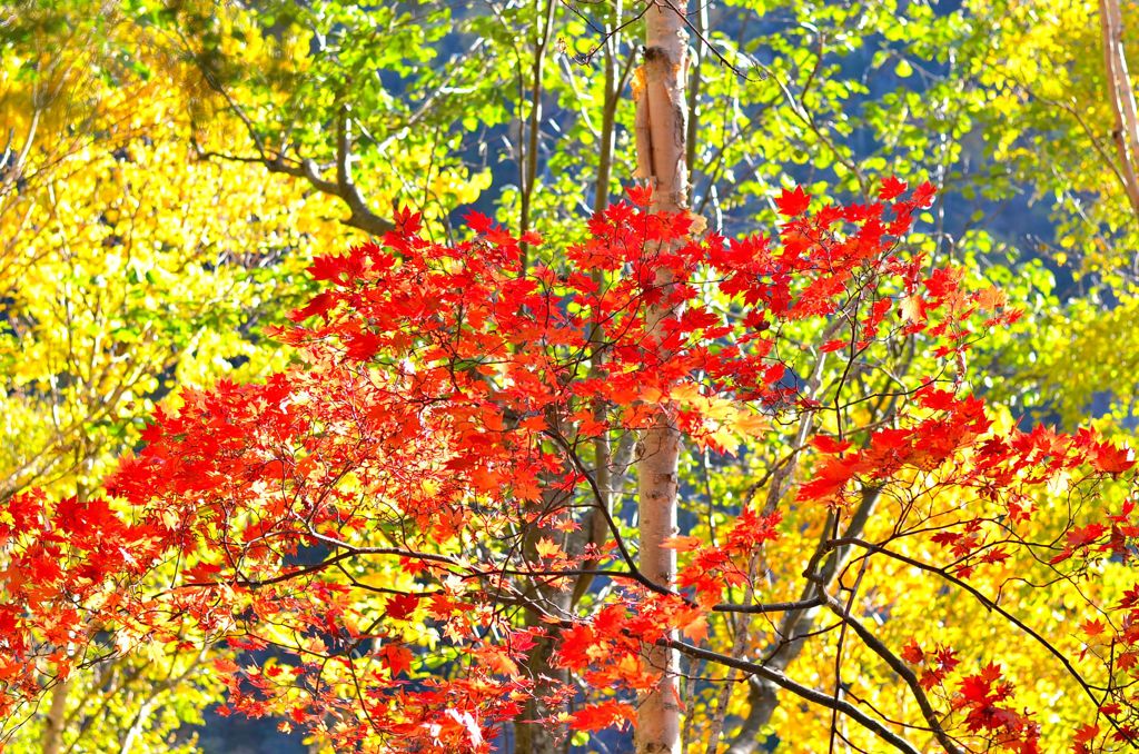 紅葉狩り