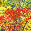 紅葉狩り