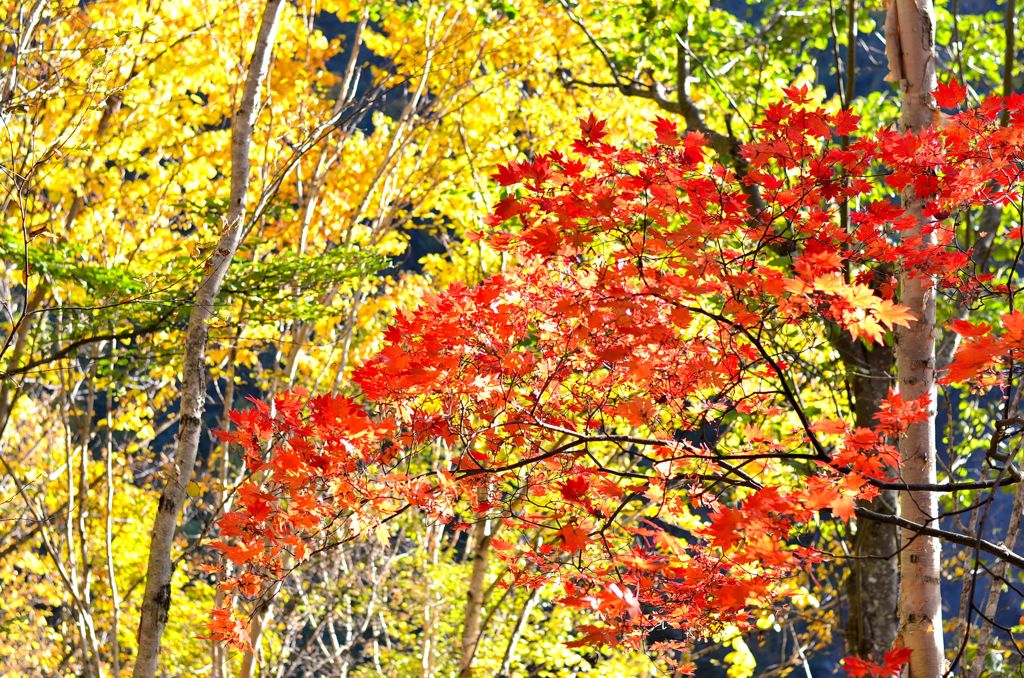 紅葉狩りpart2