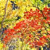 紅葉狩りpart2