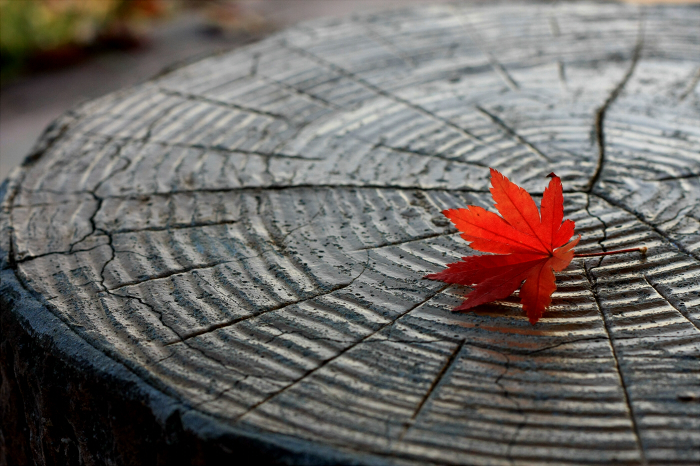 早めの紅葉