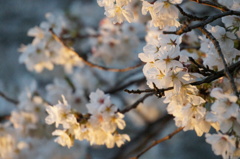 桜の整列