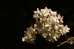 暗闇に浮かぶ桜