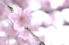 シダレ桜