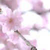 シダレ桜