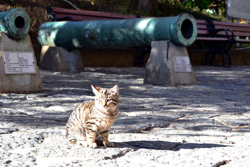 大砲と猫