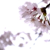 春