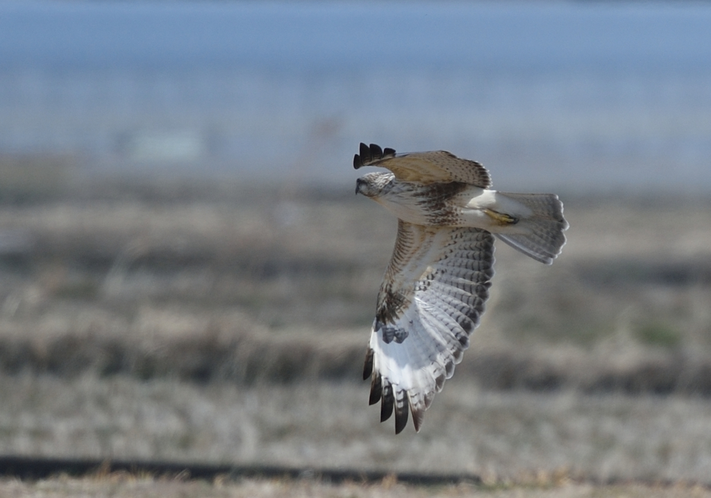 おまけの猛禽　3