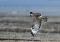 おまけの猛禽　3