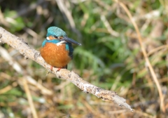 緑のカワセミと青のカワセミ