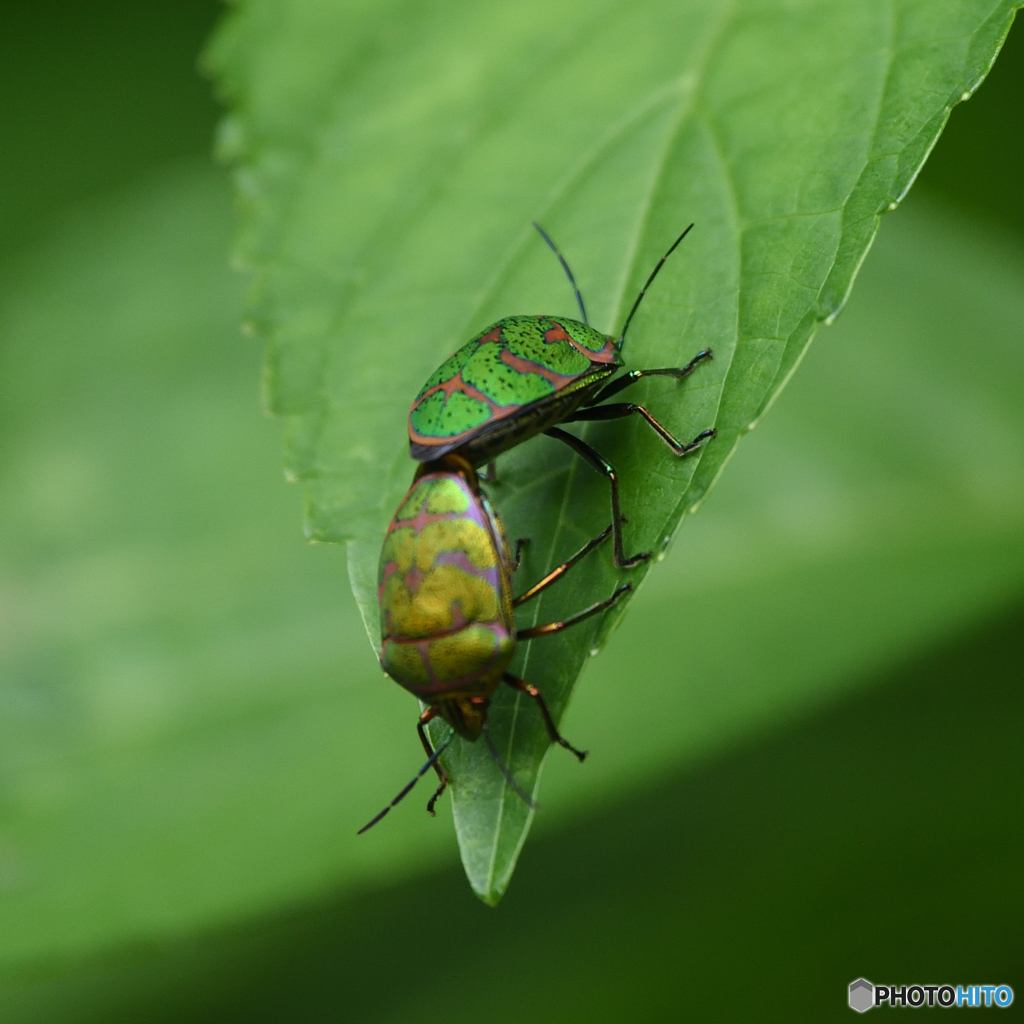 同じ♂♀