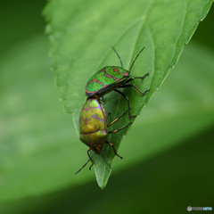 同じ♂♀