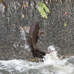 鯉の滝登り