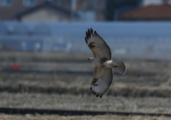 おまけの猛禽　2