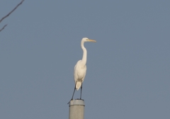今年の1番鳥ダイサギ