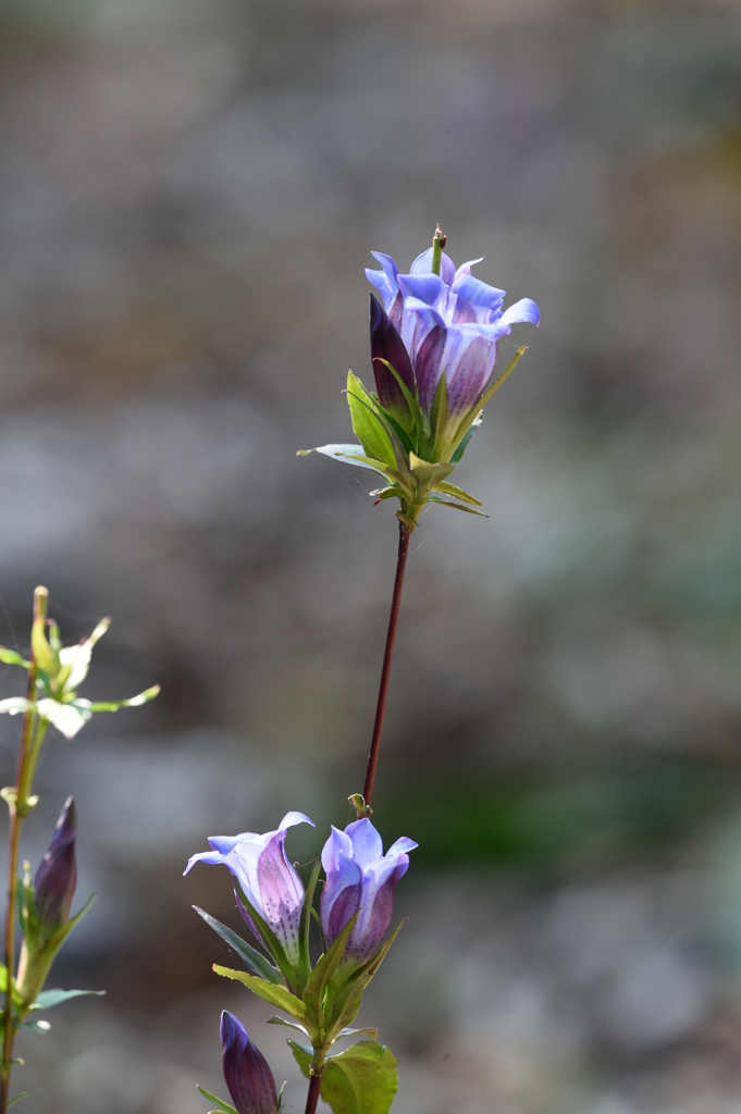 今回の道中花