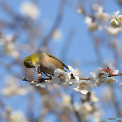 今年の「梅にメジロ」 3