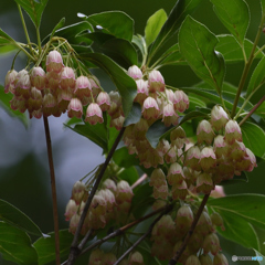 お気に入りの森　サラサドウダン