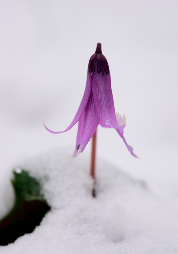 雪とカタクリ