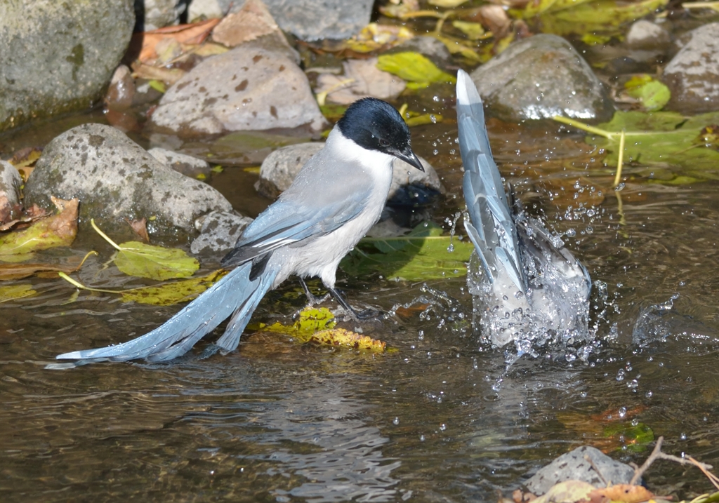 おぼれちゃったのかい？