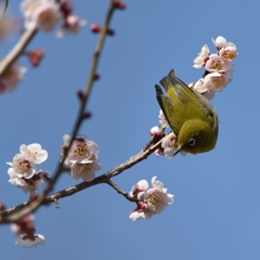 梅にメジロ　1