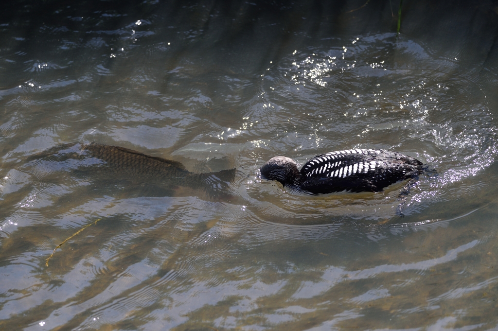 それは大きすぎるよ！