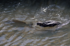 それは大きすぎるよ！