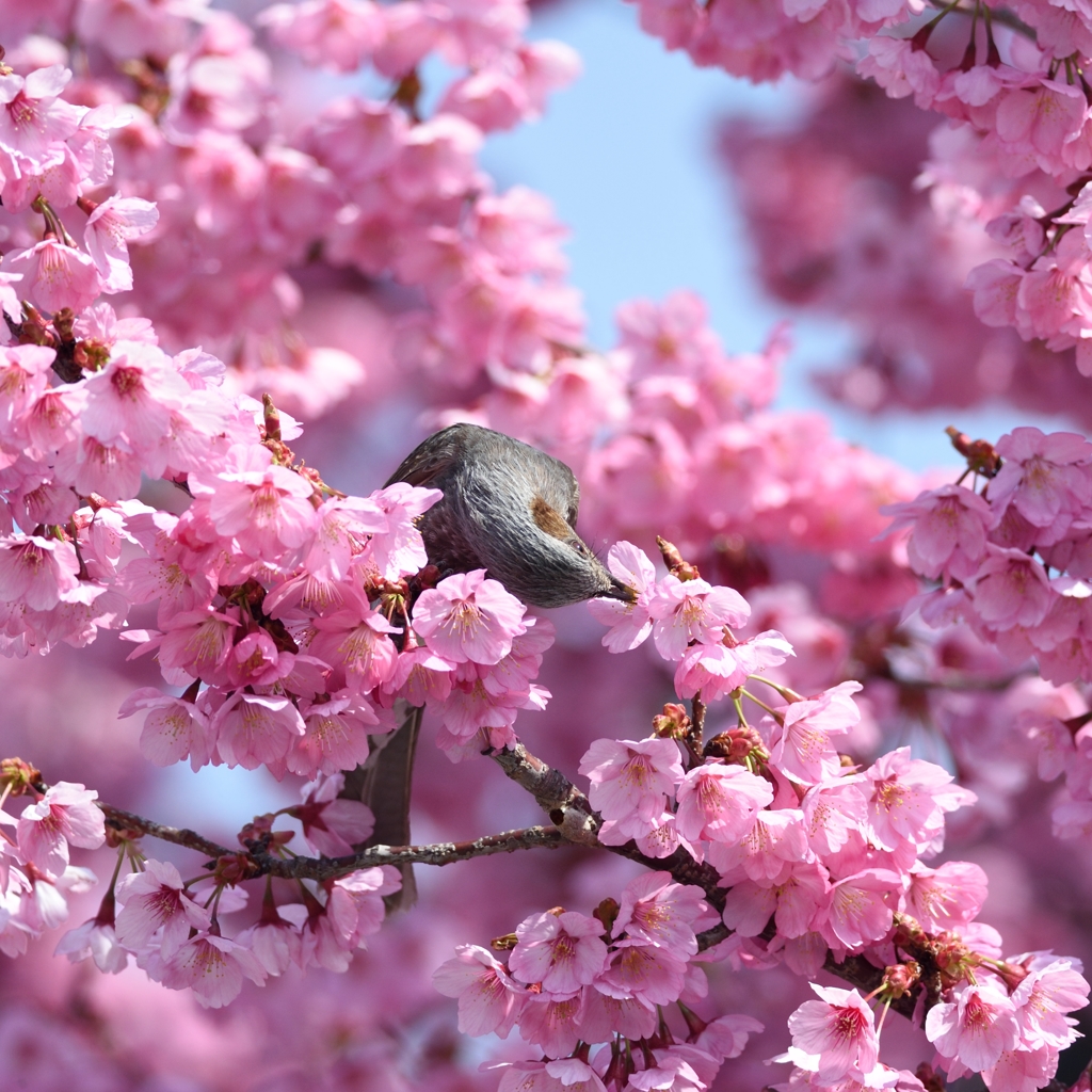 お花見を兼ねて鳥見