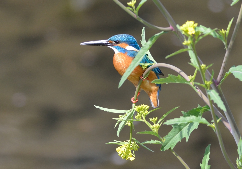 在庫整理中の1枚