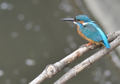 閉めはカワセミ