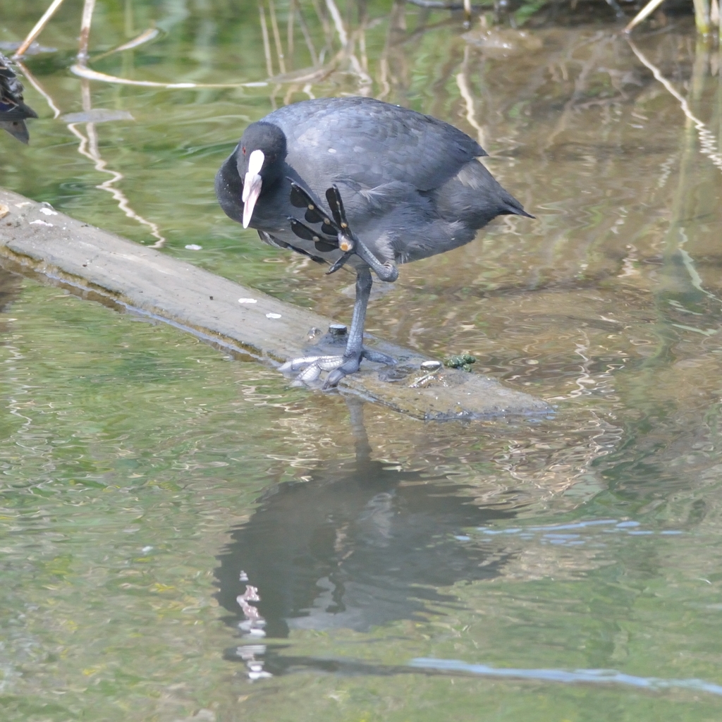オオバンのジャンケン