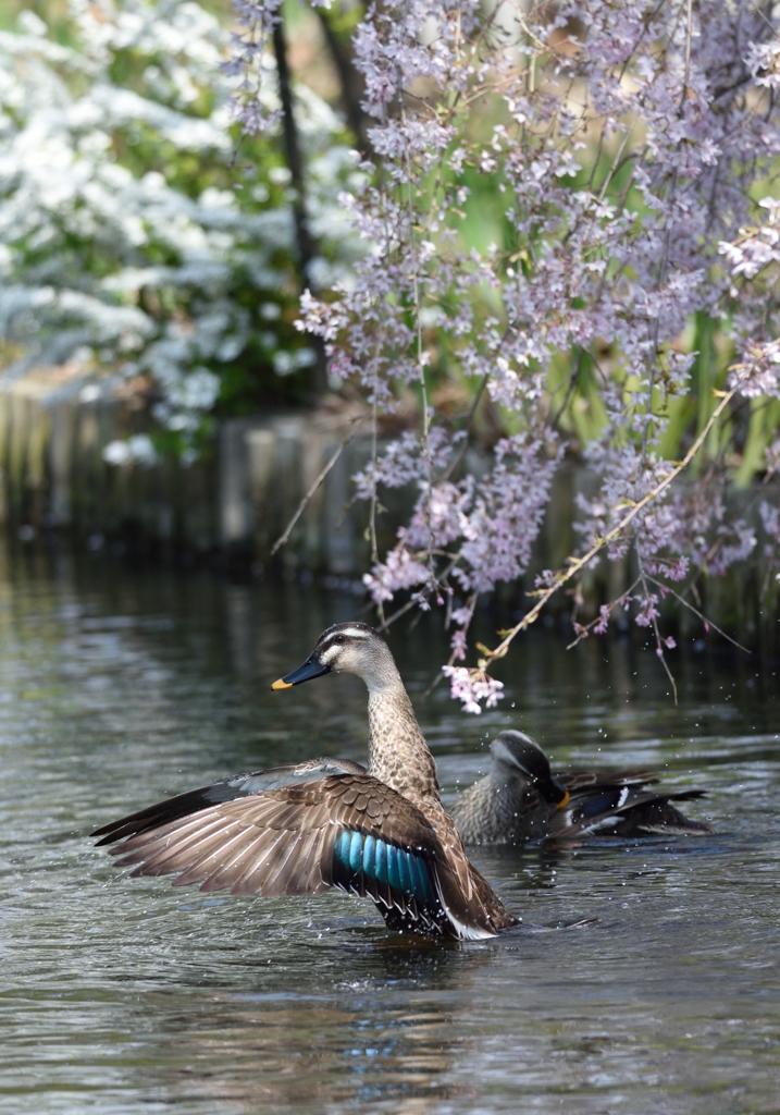 枝垂れ桜とカルガモ